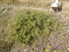 Aspalathus acuminata acuminata