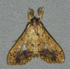Asciodes quietalis