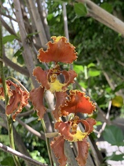 Cyrtochilum serratum