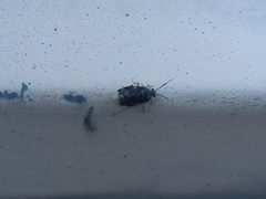 Deraeocoris lutescens