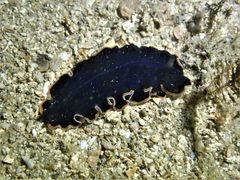 Pseudobiceros hancockanus