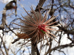 Tillandsia plumosa