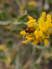 Cryptocephalus pominorum