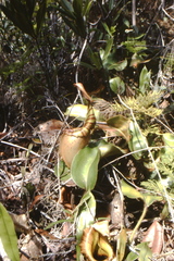 Nepenthes veitchii