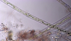 Gonatozygon monotaenium