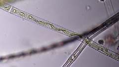 Gonatozygon monotaenium