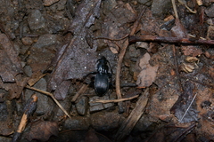 Pterostichus lachrymosus