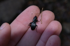 Pterostichus lachrymosus