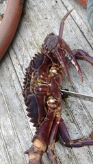 Charybdis japonica