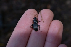 Pterostichus lachrymosus