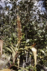 Nepenthes stenophylla