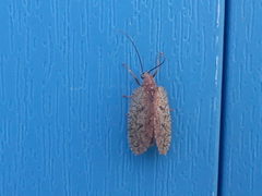 Drepanepteryx algida