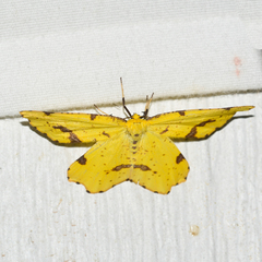 Xanthotype attenuaria