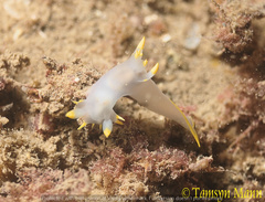 Polycera kernowensis