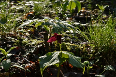 Trillium sulcatum