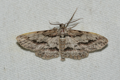 Iridopsis pergracilis