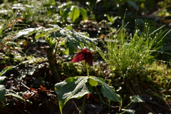 Trillium sulcatum