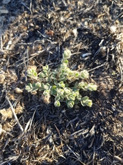 Euphorbia velleriflora
