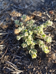 Euphorbia velleriflora