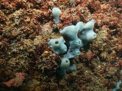 Callyspongia