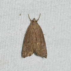 Cutina albopunctella
