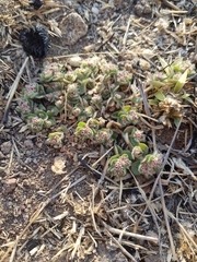Euphorbia velleriflora