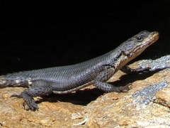 Karusasaurus polyzonus