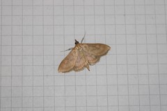 Paratalanta pandalis