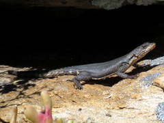 Karusasaurus polyzonus