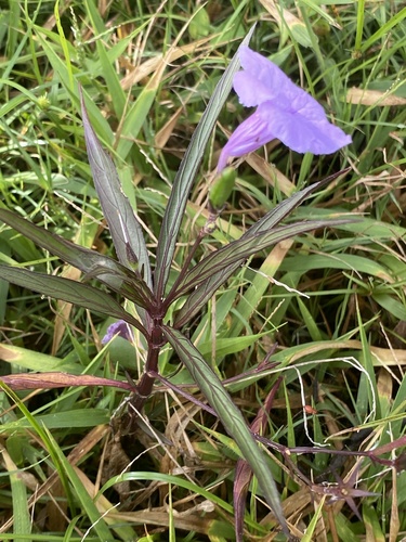 Ruellia simplex image