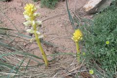 Orobanche iammonensis