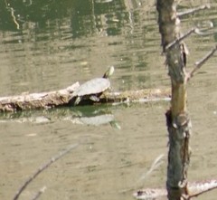 Trachemys hartwegi