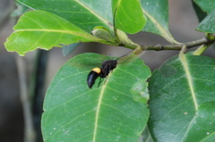 Polistes sagittarius