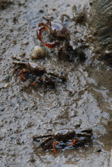 Camptandriidae