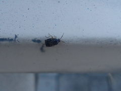 Deraeocoris lutescens