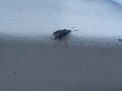 Deraeocoris lutescens