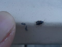 Deraeocoris lutescens