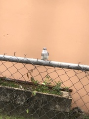 Tyrannus dominicensis