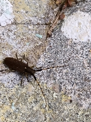 Agapanthia annularis