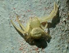 Massuria