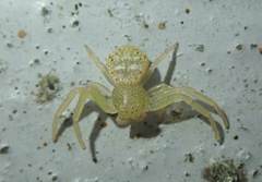 Massuria