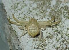 Massuria
