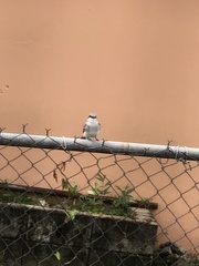 Tyrannus dominicensis