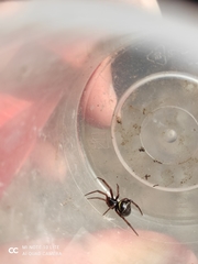 Steatoda autumnalis