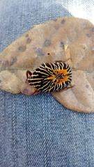 Gymnetis stellata