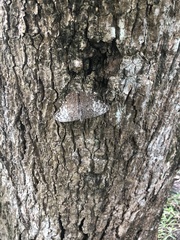 Hamadryas februa ferox