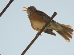Turdus rufopalliatus