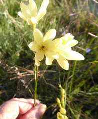 Ixia paniculata