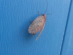 Drepanepteryx algida