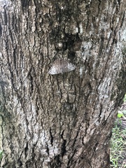 Hamadryas februa ferox